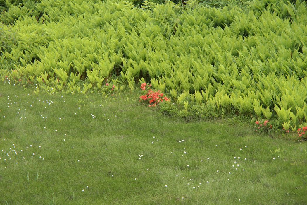 志賀高原のワタスゲ平です　ワタスゲはちょうど見頃 そして信州大学自然教育園の反対側の「無名湿原」もワタスゲが一杯　そろそろ名前を付けてほしいな